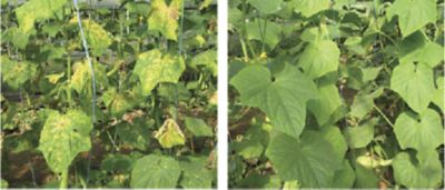 cucurbit downy mildew